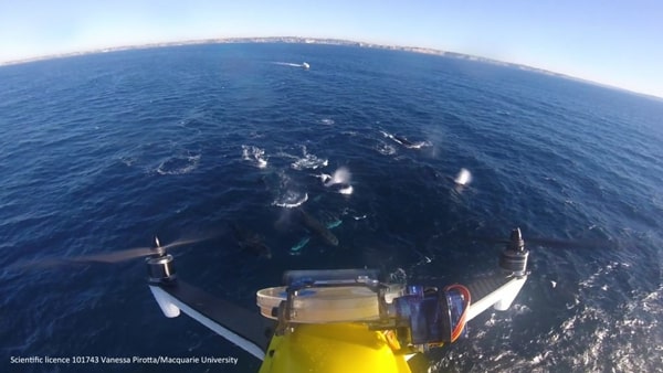 Drones Used To Monitor Whale Health